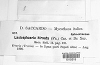 Lasiosphaeris hirsuta image